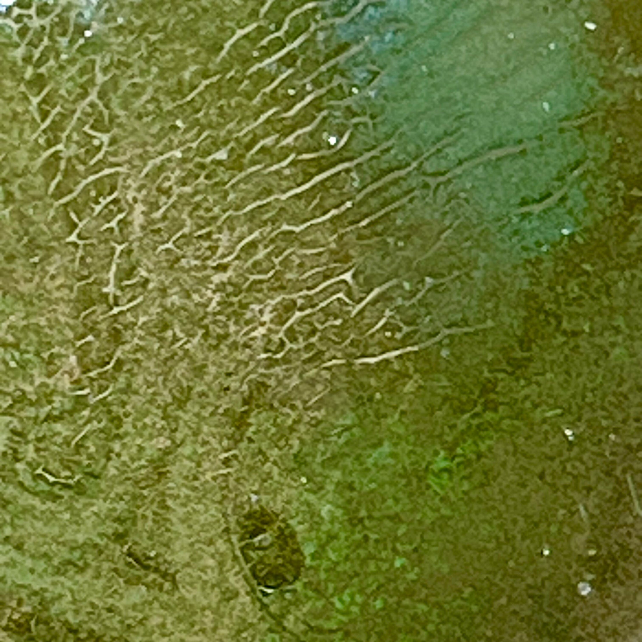 Close-up of a textured green surface with patterns